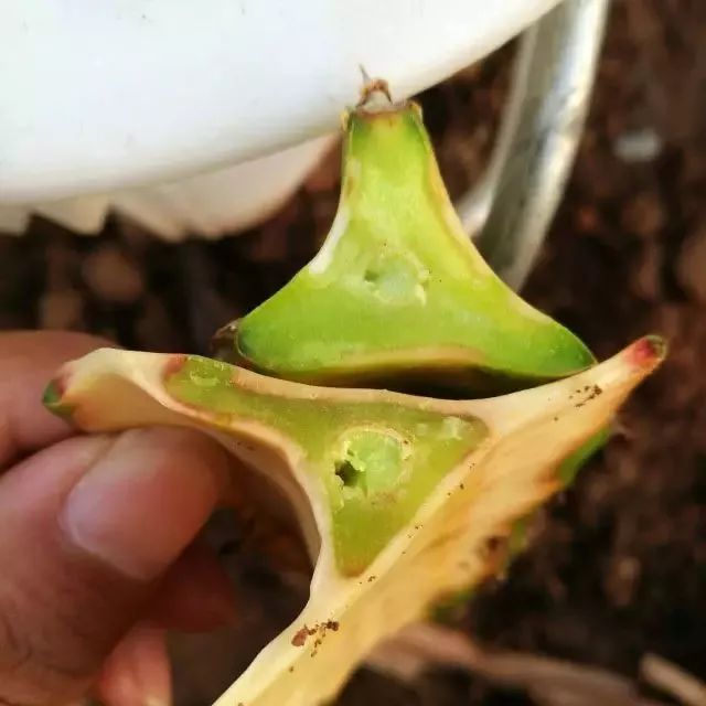 火龙果解药有效果吗,火龙果受伤后愈合的全过程