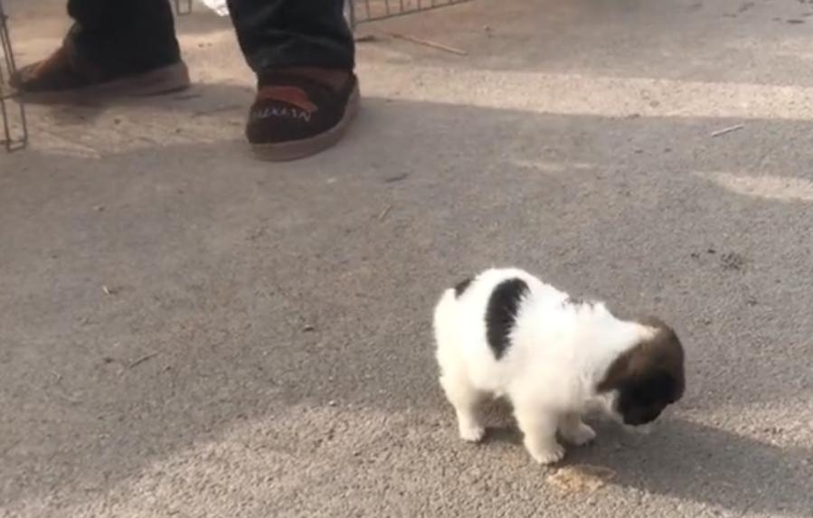 吉娃娃犬生小狗,吉娃娃犬刚生下来是什么样子