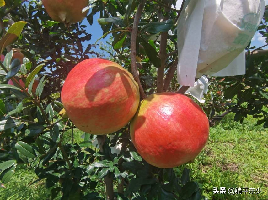 突尼斯软籽石榴苗真假辨别图片,突尼斯软籽石榴正宗苗