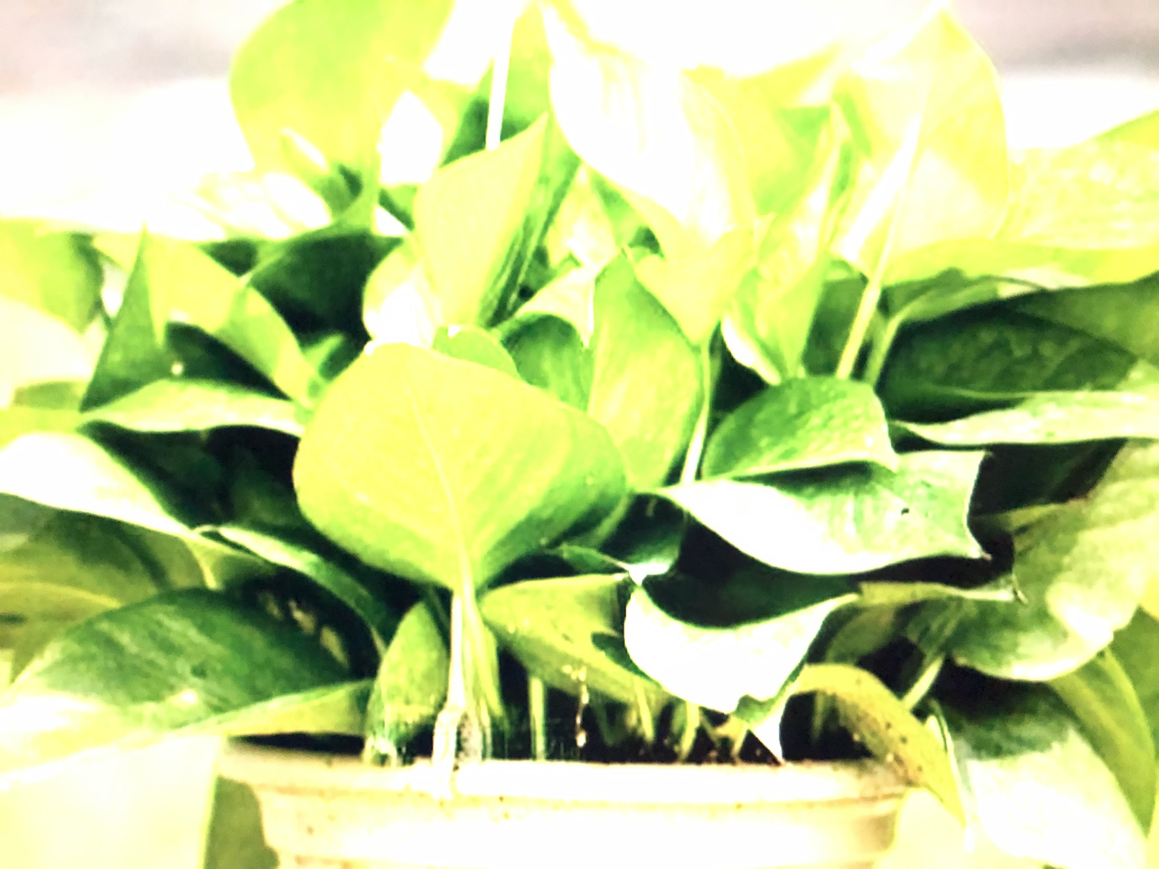 用手机拍照打开什么功能最清晰,用苹果手机拍照的方法