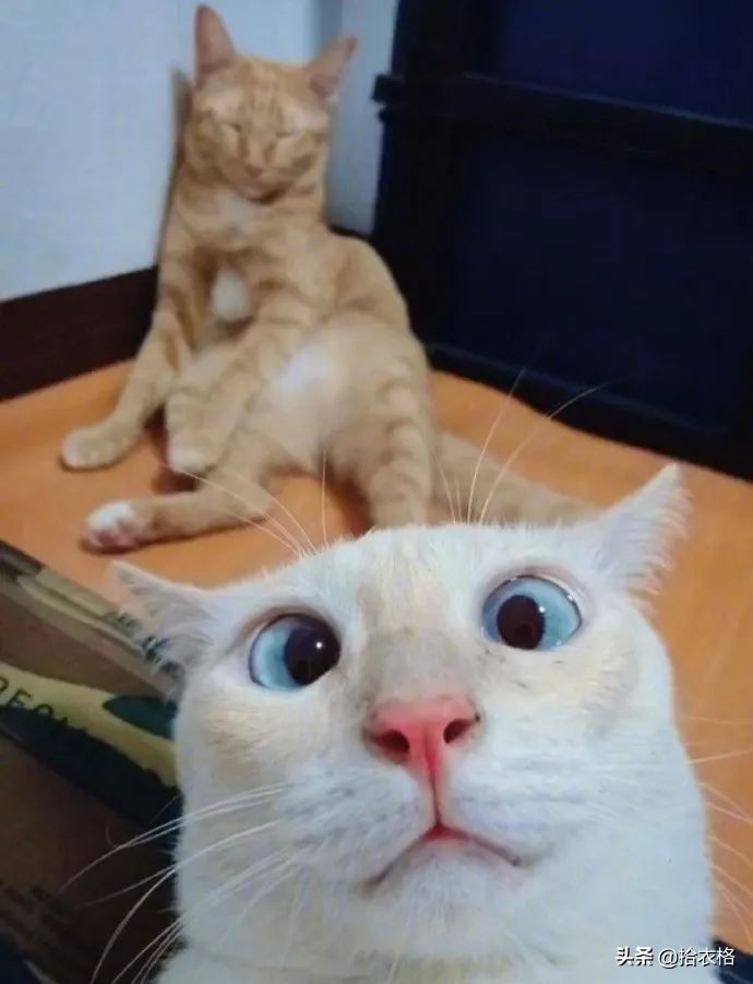 女生一定要穿安全裤吗,女生关于安全裤的重要性