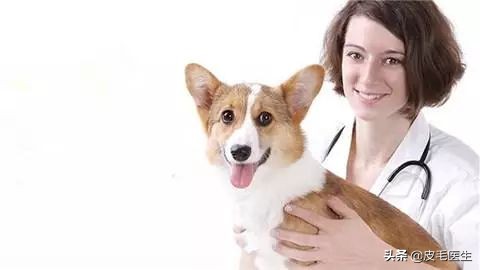 猫狗引起的皮肤瘙痒,猫狗病毒携带及预防