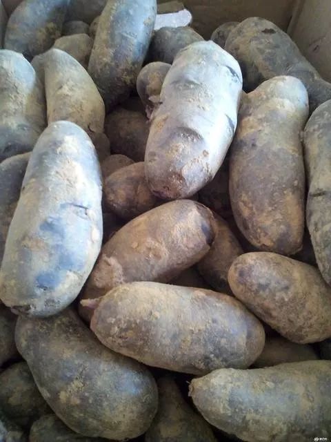 黑土豆市场前景如何,黑土豆一亩收入多少