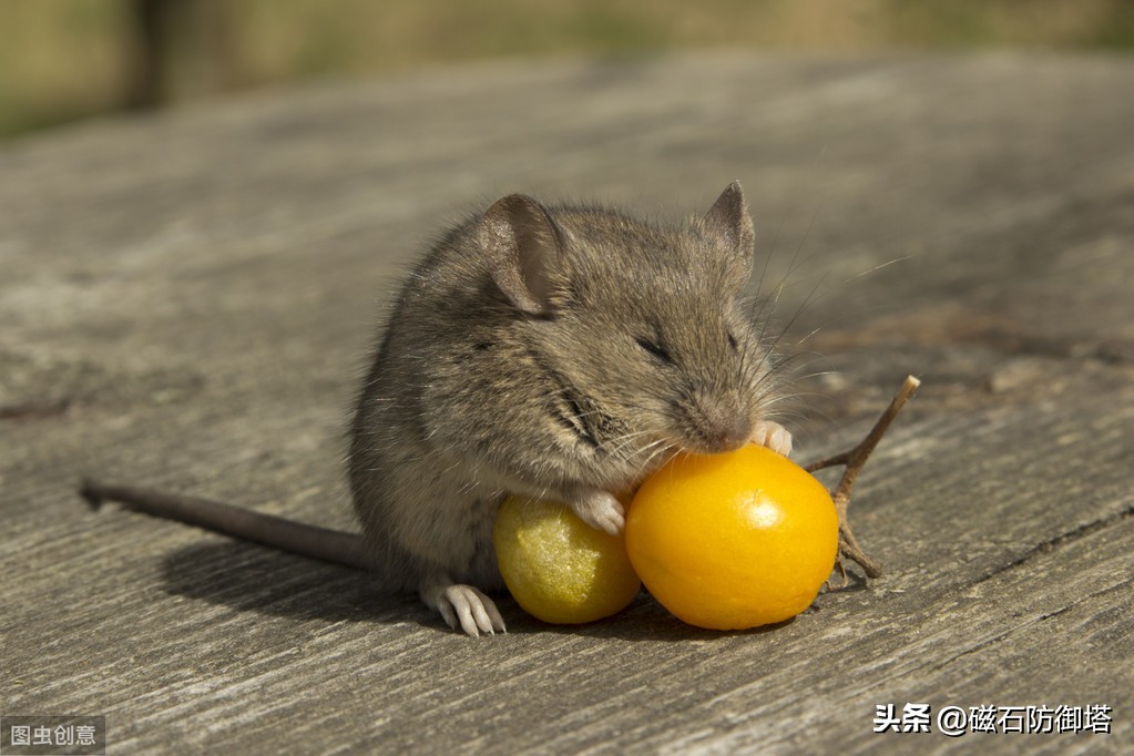 老鼠怎么那么可恶,大家说老鼠可怜吗
