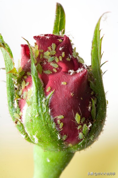 月季病害高清图,12种月季常见病害图解