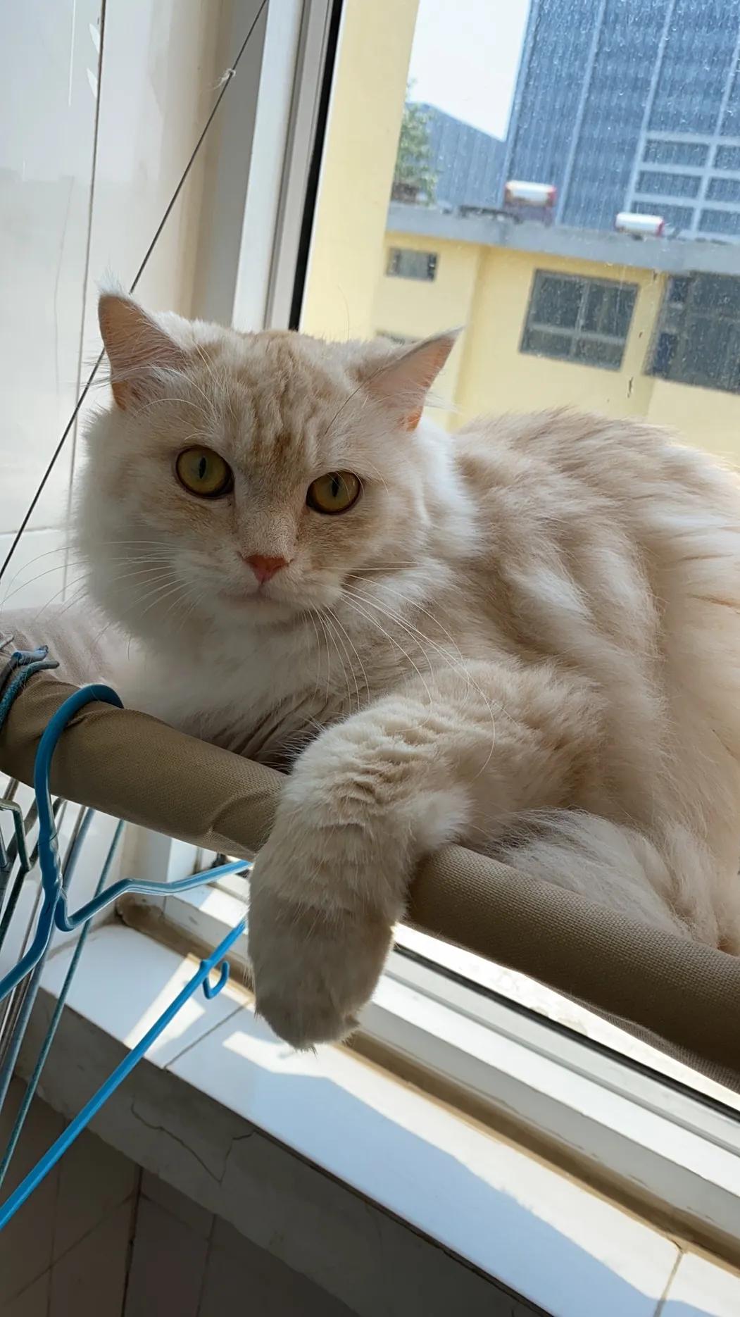 养橘猫一定要买什么,养橘猫的都是什么人