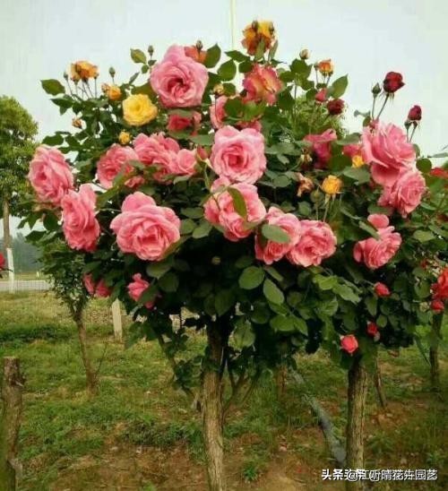 秋季花卉养殖小知识,盆栽花卉的秋季水肥管理