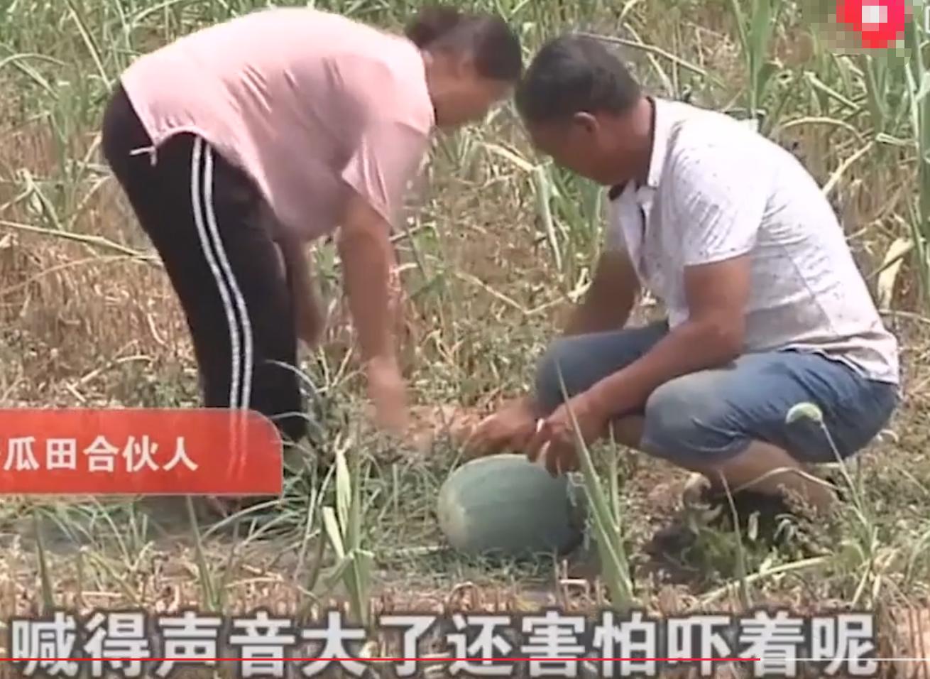 西瓜被偷瓜农却倒赔300给小偷,瓜农西瓜被偷倒赔300后续