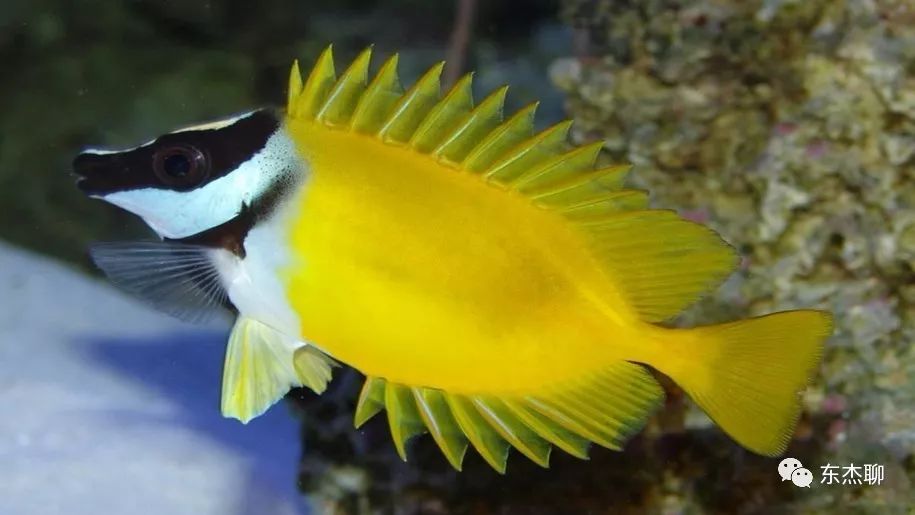 鱼缸里可以养的海水鱼有哪些,哪些海水鱼可以繁殖