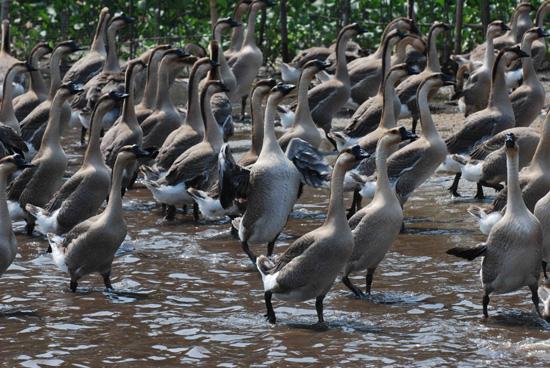 养殖乌鬃鹅每天的成本,大头鹅养殖技术大全