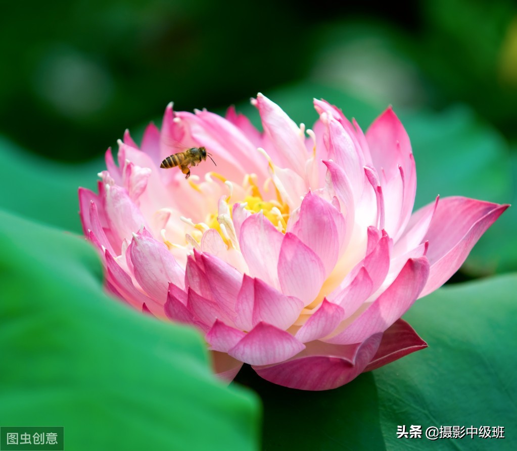 教你拍荷花的4个意境,怎么拍荷花拍照姿势大全