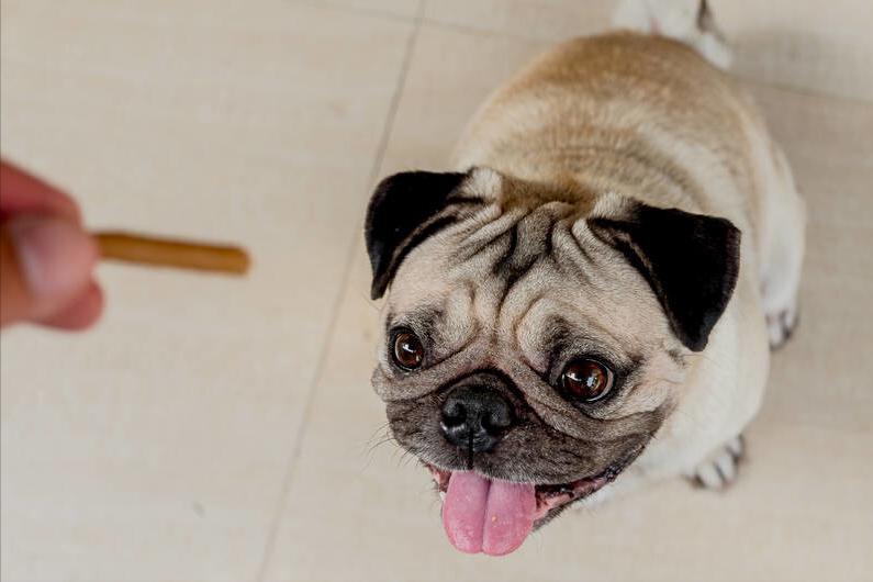 狗狗在家乱尿怎么控制,怎么解决狗狗在家乱拉乱尿的问题