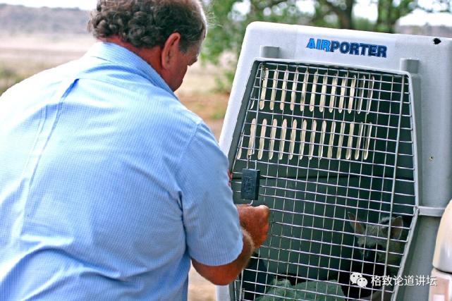 被称为“非洲最强挖掘机”的它，挖洞速度比6个人还快