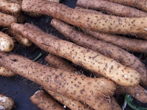 山药枯萎病危害可不小，了解发生规律，科学防治！