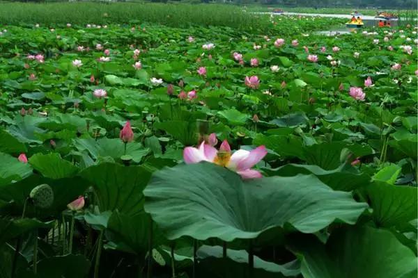 全国十大最佳赏荷好去处,沈阳赏荷花攻略