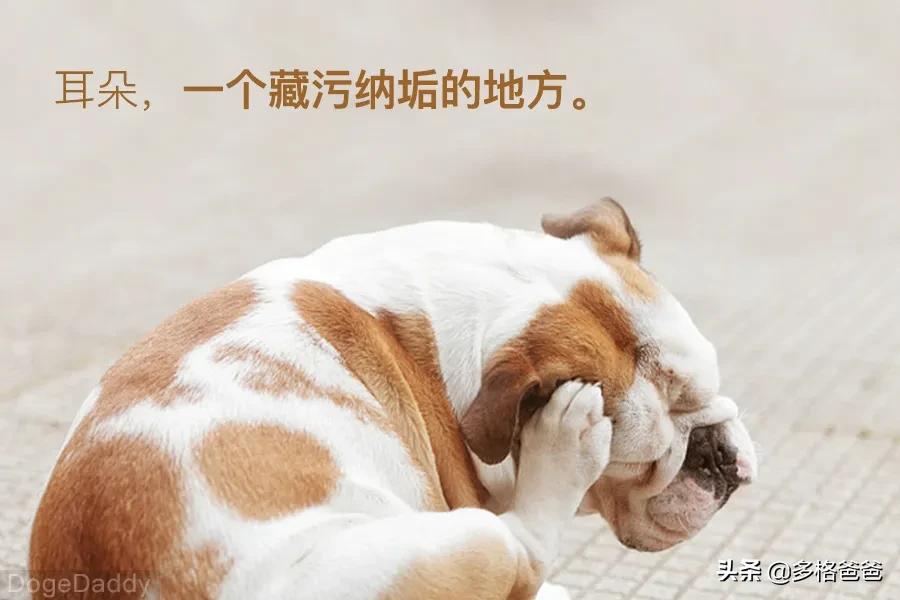 博美犬瘟治疗攻略,宠物常见病药物推荐