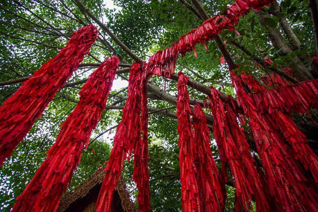 打卡中老铁路,曼听公园网红打卡景点