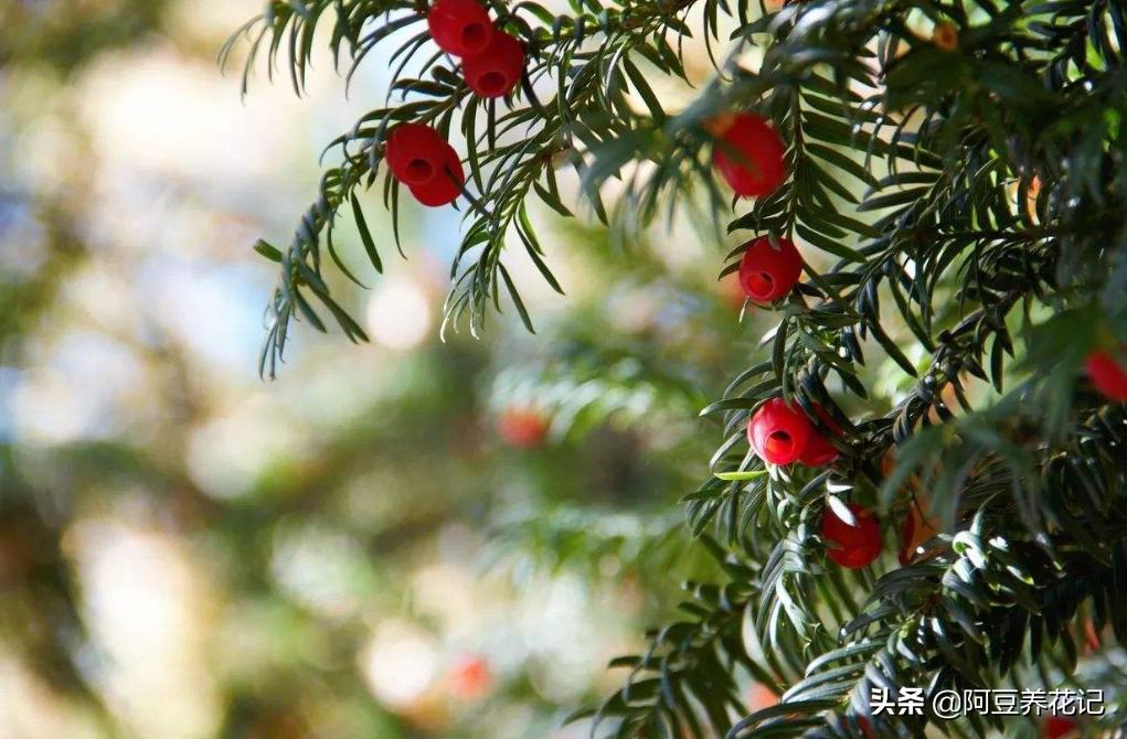 豫北红豆杉树出现黄叶是怎么回事,红豆杉盆景黄叶解决方法