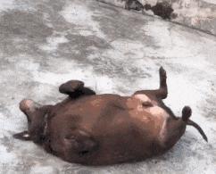 开心一刻gif搞笑动图,搞笑gif段子看起来能量满满