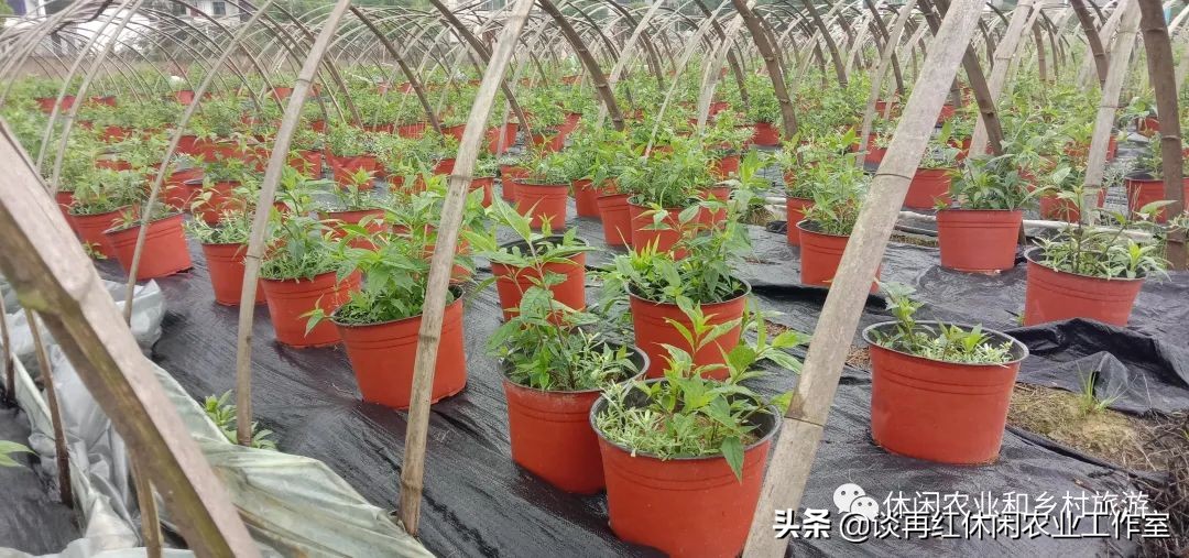 红果参的种植技术与市场前景,水果红果参的功效与作用