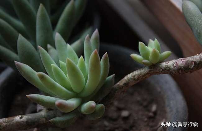 它像个小刺猬,一定会萌到你,并且花语还是积极的、有善意的