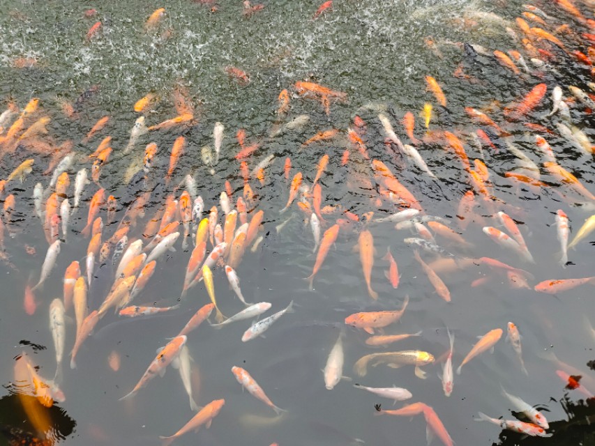 成都动物园免费预约,成都动物园视频全景