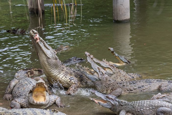 长隆飞鸟乐园湿地精灵,长隆飞鸟公园一日游攻略