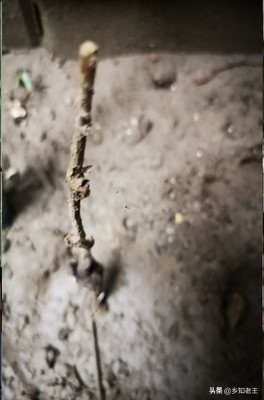 花草苗木界的“神苗”，美丽的背后步步惊心，最终坑了谁？