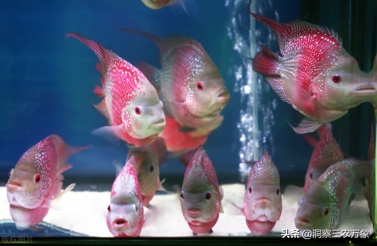 罗汉鱼养殖方法与注意事项,饲养罗汉鱼的技巧视频大全