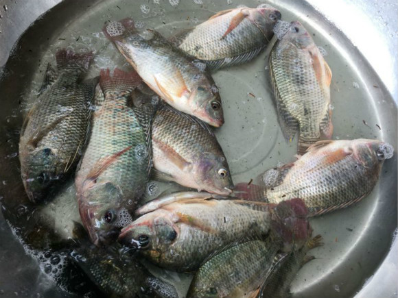 罗非鱼用蚯蚓好钓嘛,用蚯蚓能钓得到罗非鱼吗