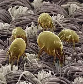 打喷嚏流鼻涕持续一个半月,一直打喷嚏流鼻涕是不是快好了