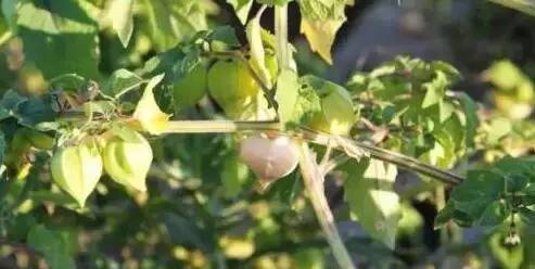 鍘熸潵鏂扮枂鐨勬按鏋滃姝ょ敎,鍘熸潵涓滃寳鐨勫湡鐗逛骇