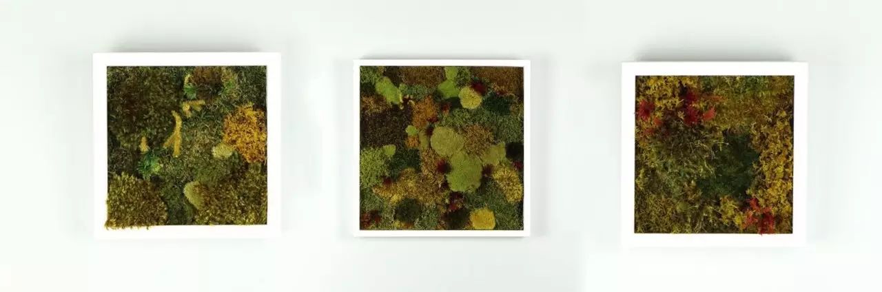 置爱｜植物1.0是种在盆儿里的，植物2.0都趴在墙上的