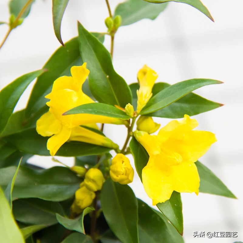 香水茉莉花冬季开花吗,法国香水茉莉花怎么养才能开花