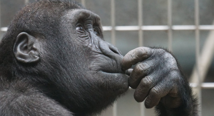 远古人类怎么治愈自己,史前人类免疫力