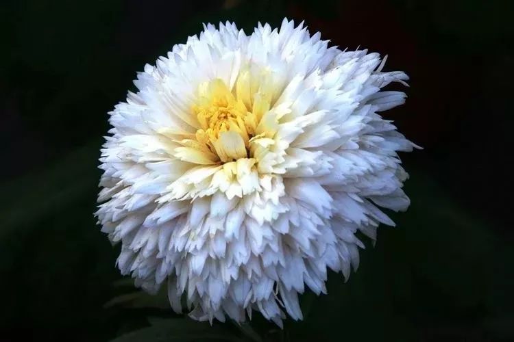 花中四君子菊花国画用笔,花中四君子菊花高清图片