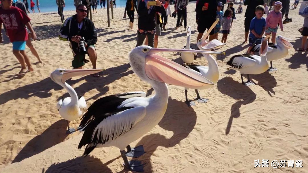 只知道大堡礁？澳大利亚还有这个冷门景点，美得不像地球