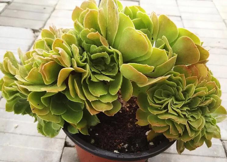 多肉法师韶羞现在能摘心吗,韶羞法师和荷兰玫瑰法师的区别