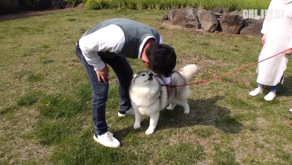 二哈减肥,为什么二哈会变瘦