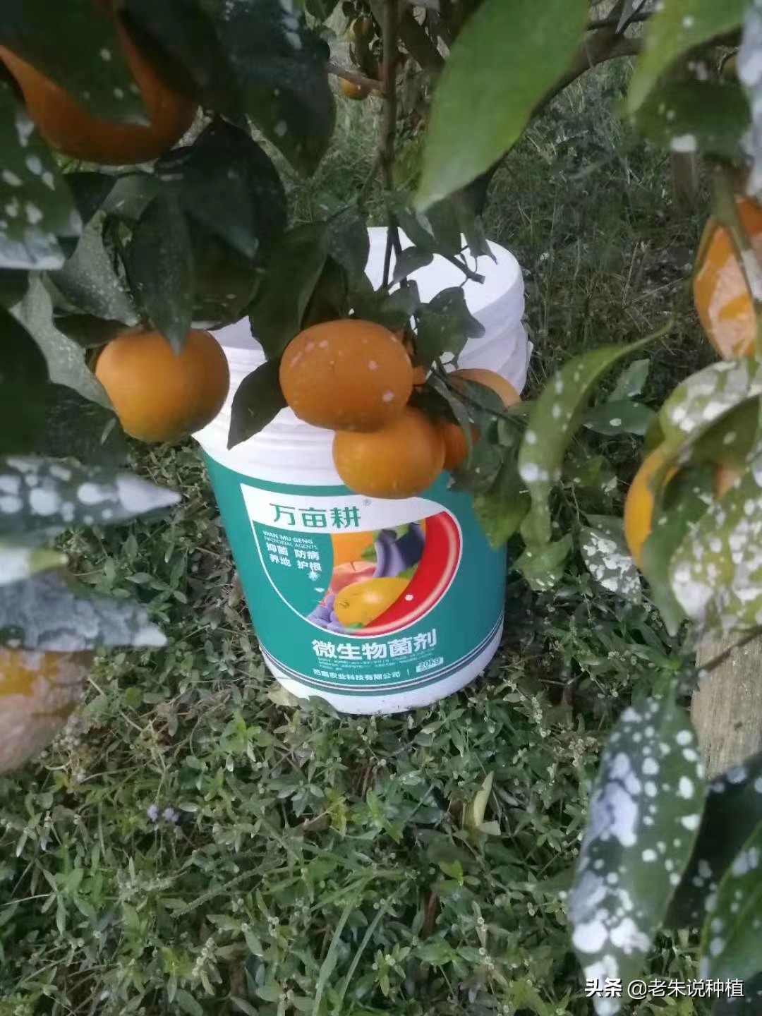 菌肥到底有没有用,关于肥料的基本知识