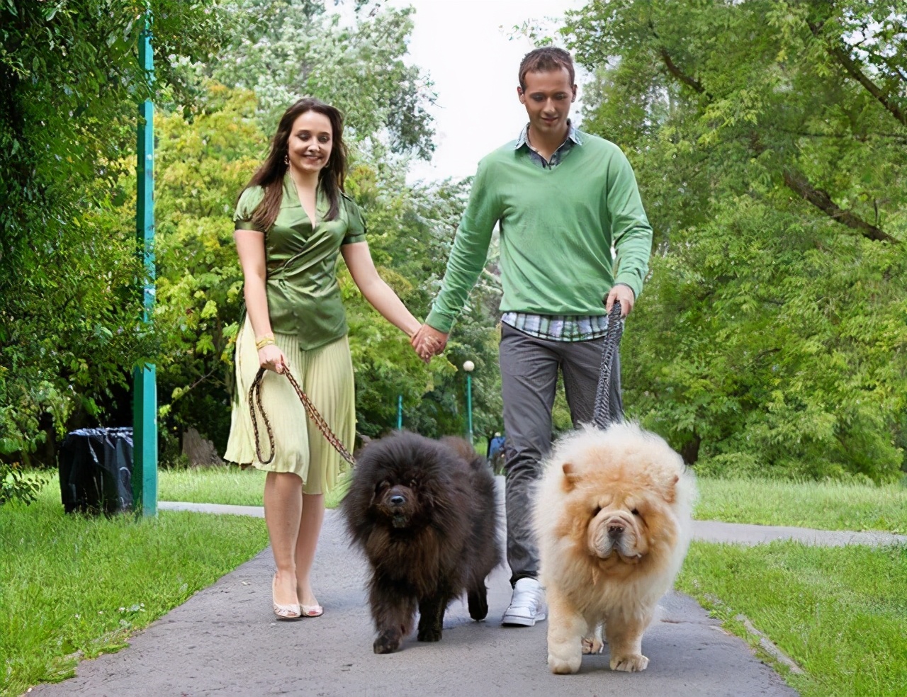 中国名犬松狮犬,松狮犬一生认几个主人