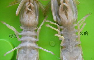 海边人教你皮皮虾的正宗吃法如何,这个季节皮皮虾非常鲜美