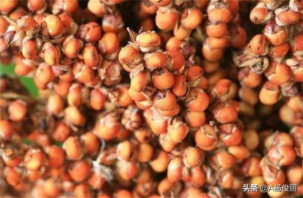 最新酿高粱酒设备酿造全过程,粉碎高粱酒的酿造方法视频