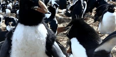 豆瓣9.8分悬疑大片,窥探电视剧豆瓣评分