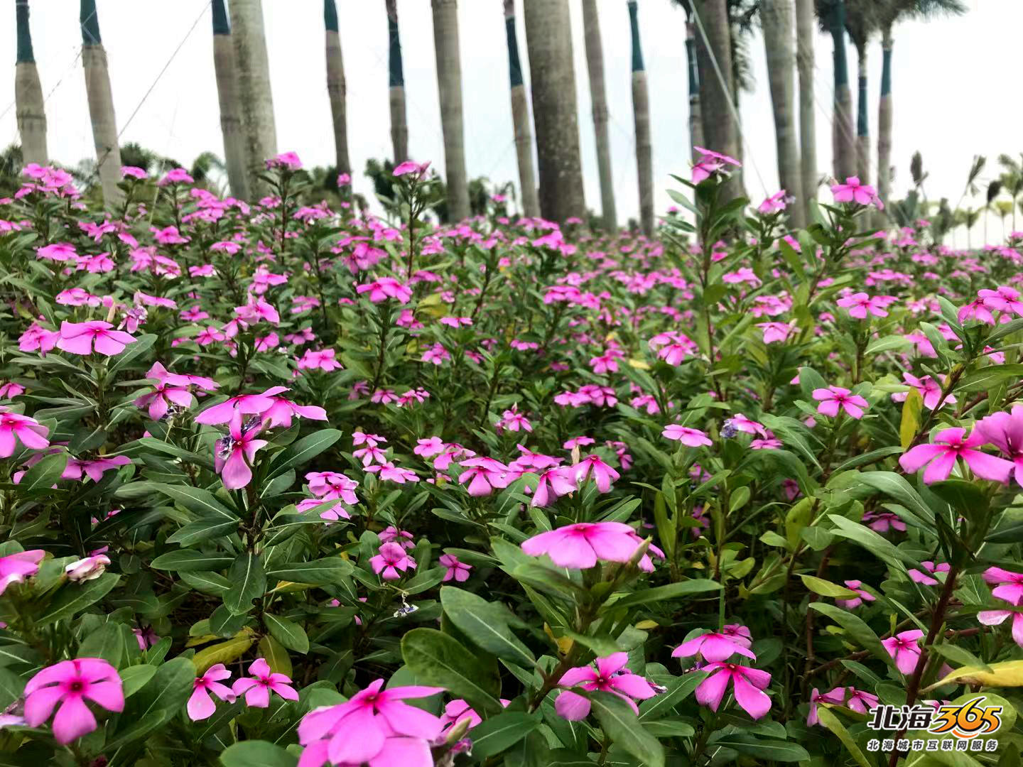 北海重大项目最新进展,北海未来十大工程