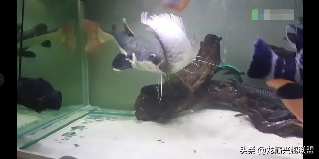 龙鱼吃活食怎么处理,龙鱼吃了异物怎么办