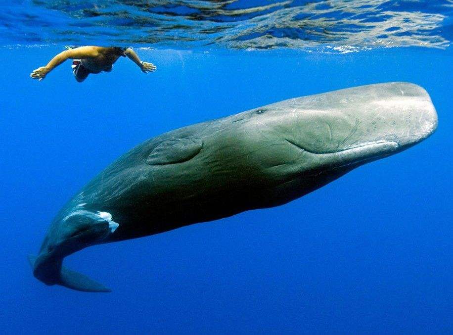 人的眼睛在动物界的水平,人的视力在动物界排名