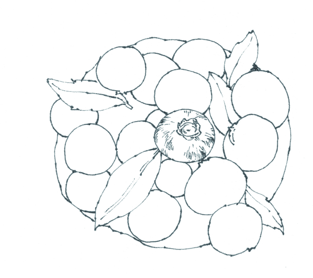 章鱼小丸子草莓,蓝莓章鱼小丸子