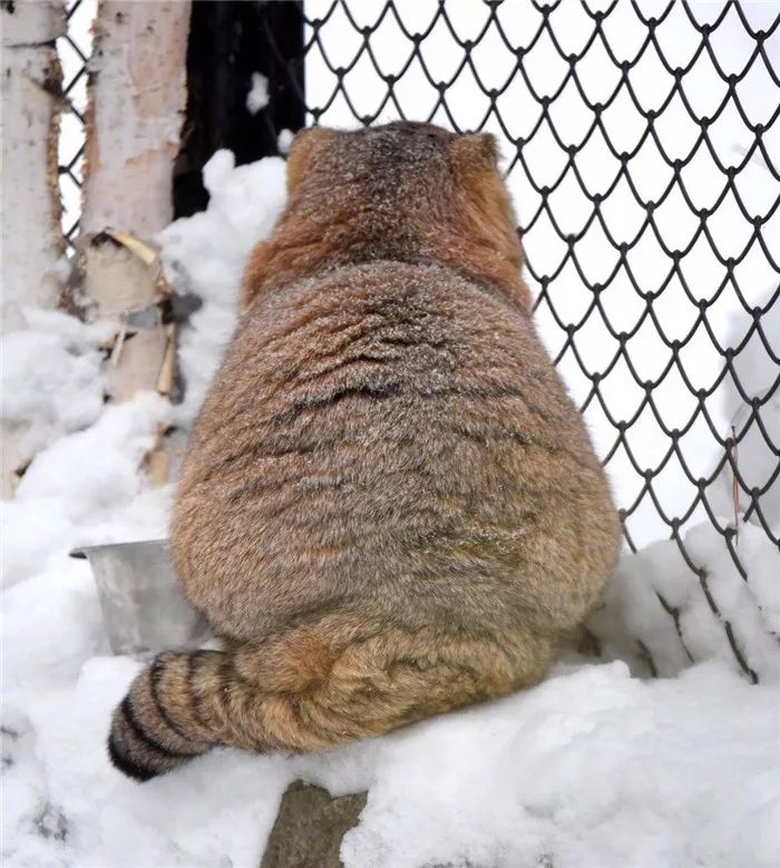 兔狲冬天冷的时候可爱瞬间,兔狲被别人当猫咪