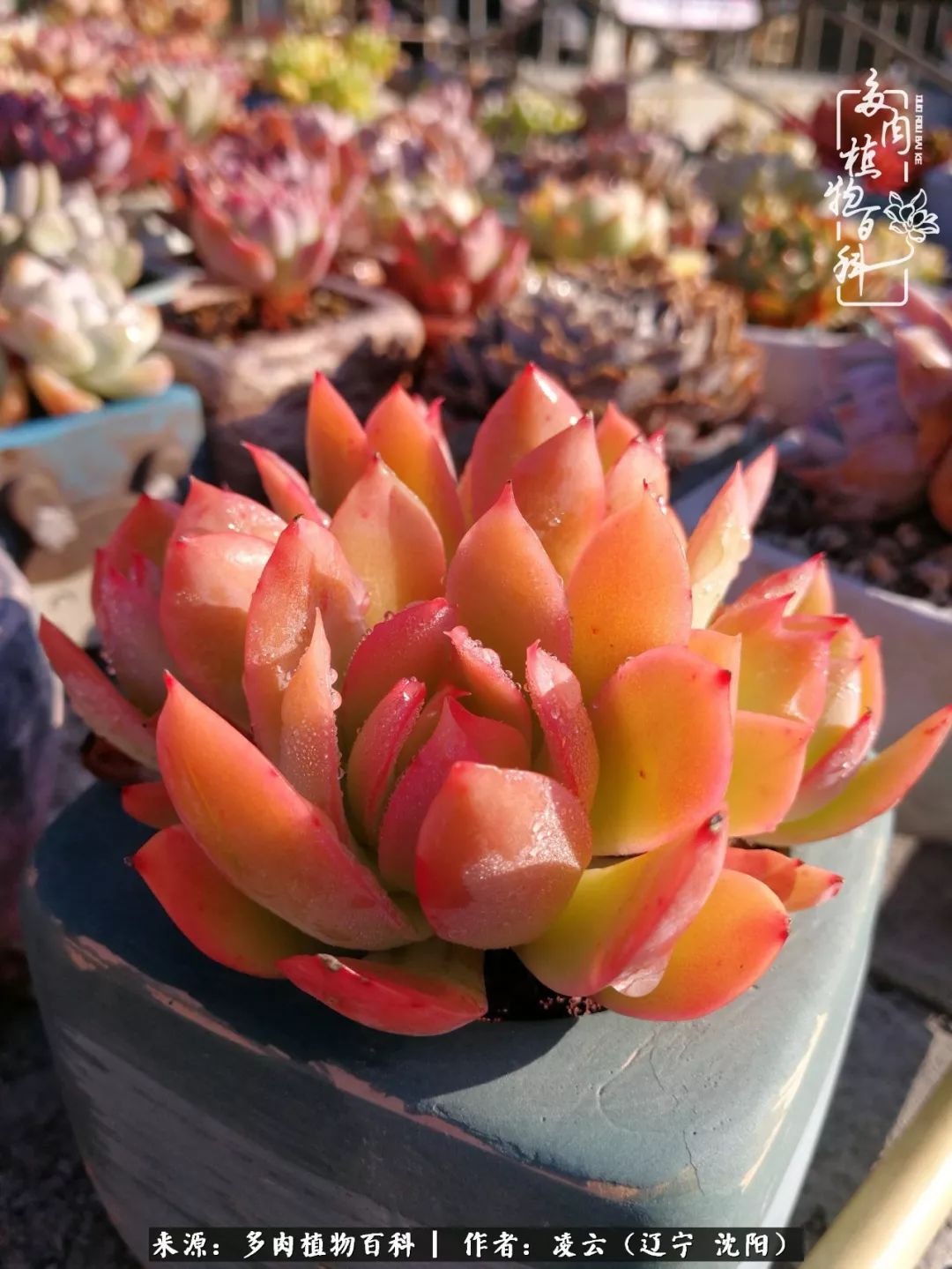 秋闲赏多肉，话育儿，亲生的自家娃，总有一刻让你怦然心动